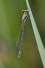 Lestes dryas